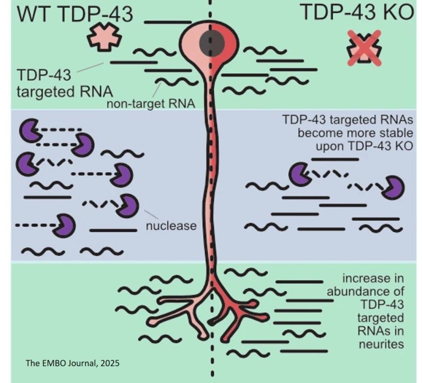 TDP-43 directly inhibits mRNA accumulation in neurites through modulation of mRNA stability