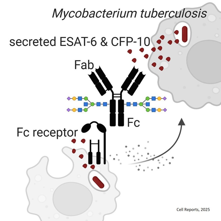 IgG in patients with tuberculosis inhibits intracellular bacteria