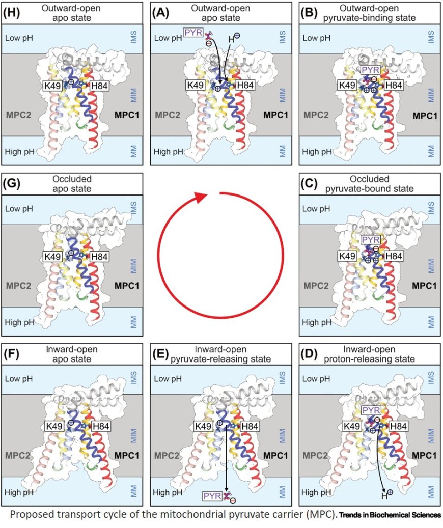 Structural transport and inhibition mechanism of the mitochondrial pyruvate carrier