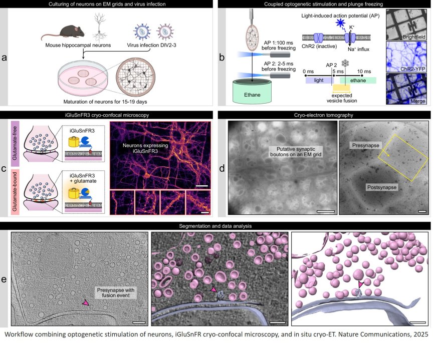 Dynamic nanoscale architecture of synaptic vesicle fusion in mouse hippocampal neurons