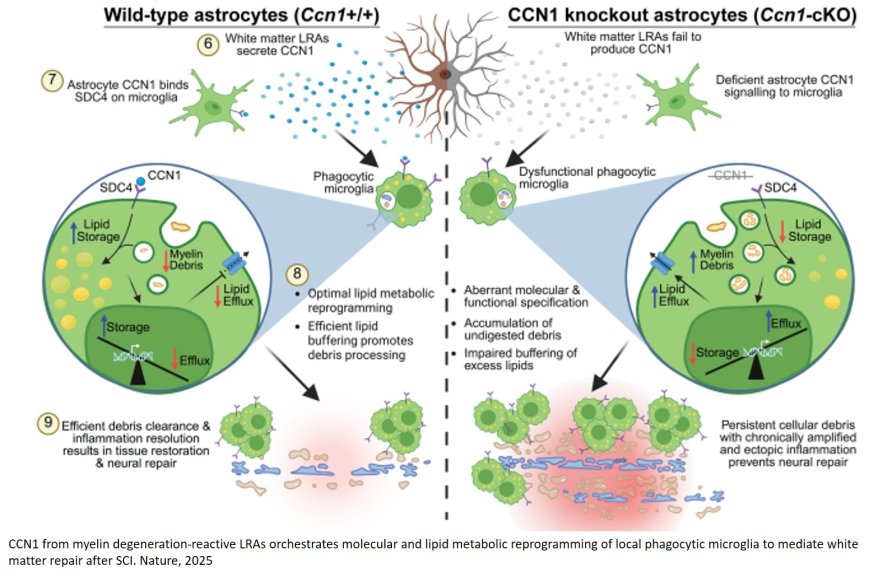Lesion-remote astrocytes govern microglia-mediated white matter repair