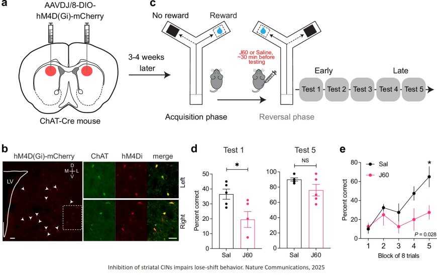 Spatially heterogeneous acetylcholine dynamics in the striatum promote behavioral flexibility