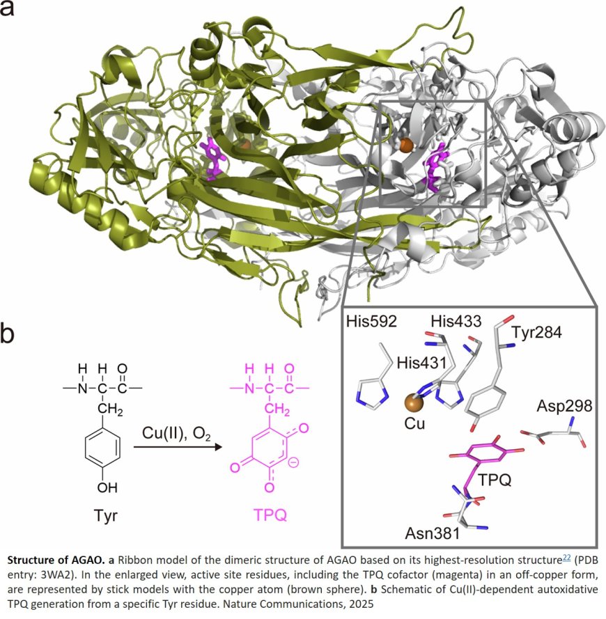 Real-time capture of domain movements during copper amine oxidase catalysis by mix-and-inject serial crystallography