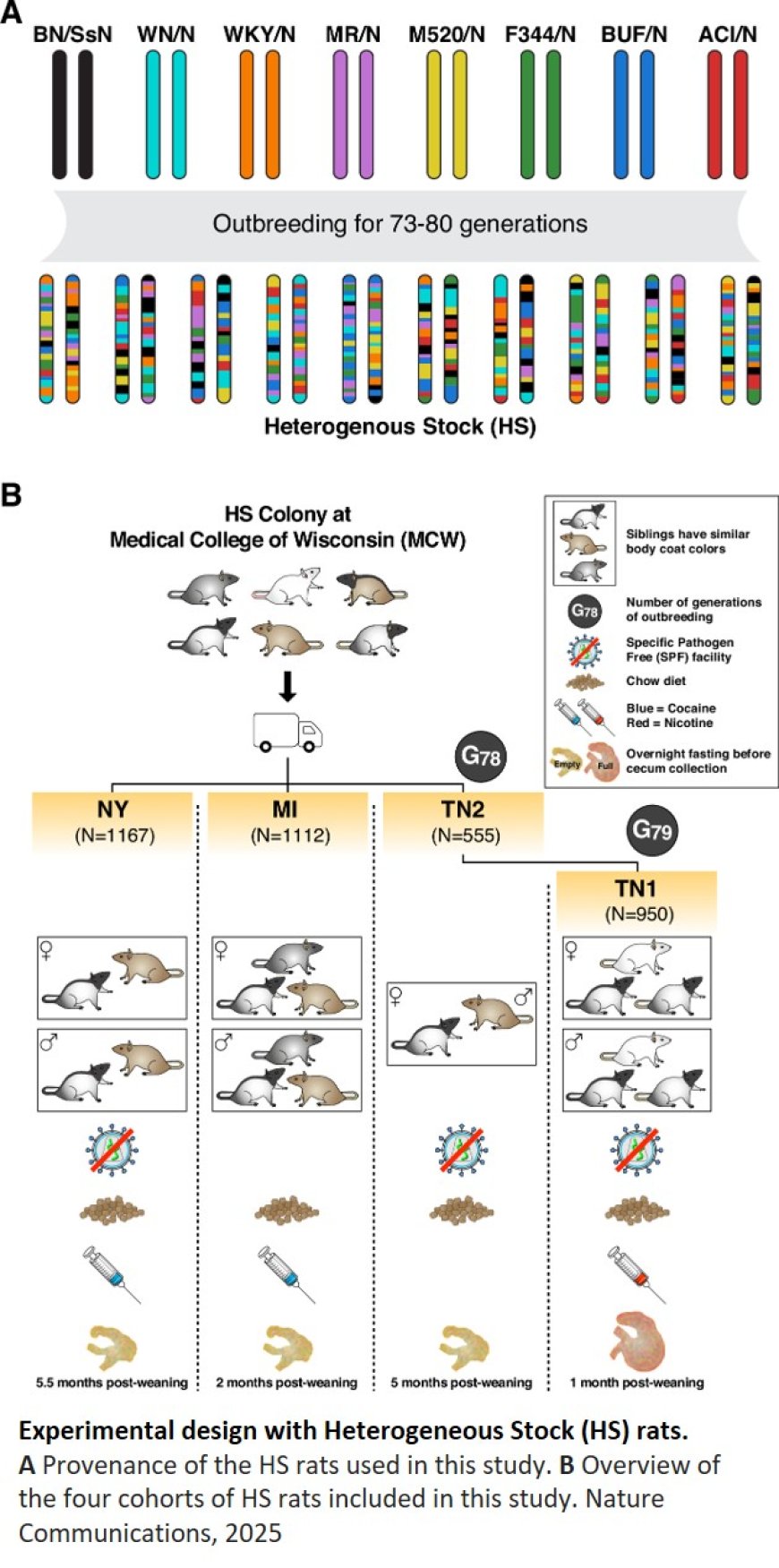 Genetic architecture and mechanisms of  host-microbiome interactions from a multi- cohort analysis of outbred laboratory rats