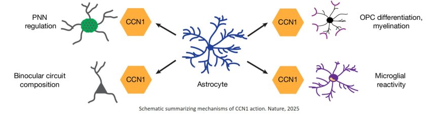 How astrocytes stabilize neural circuits in adult brain