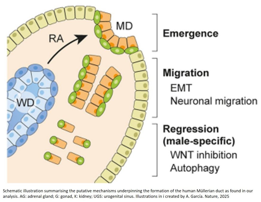 How reproductive organs form