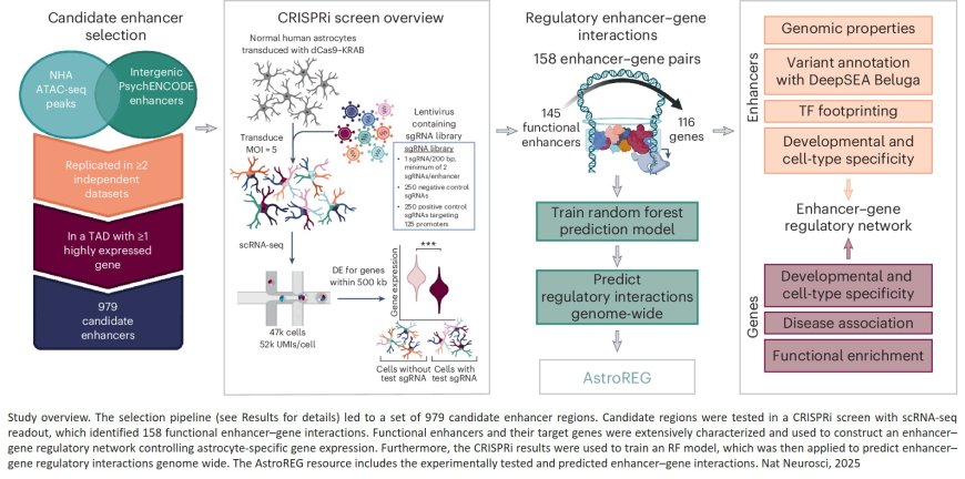 CRISPRi screening in cultured human astrocytes uncovers distal enhancers controlling genes dysregulated in Alzheimer’s disease
