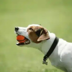 houstonpuppytraining